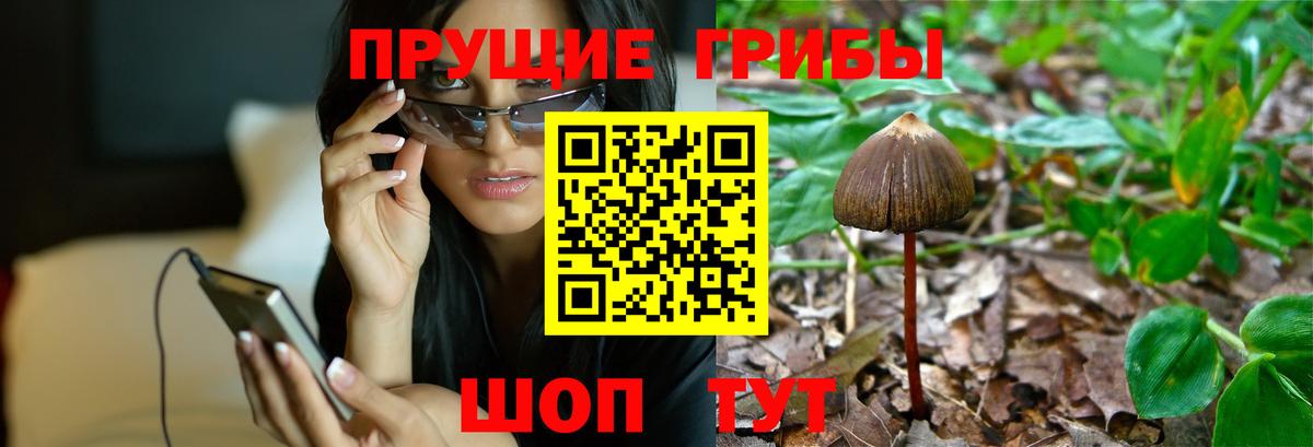 Тулун  Псилоцибиновые грибы Cubensis  Вход с VPN 